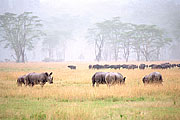 Picture 'KT1_09_13 Rhinoceros, Kenya, Lake Nakuru'